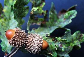 acorns on the branch with leaves