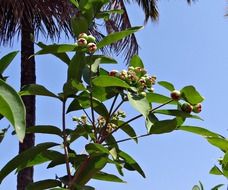 Fruits on the rose apple tree