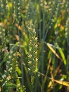 bread wheat field