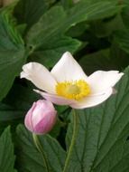 White blooming flower with wide petals and yellow center