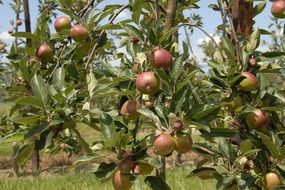 green apples on a tree in the garden