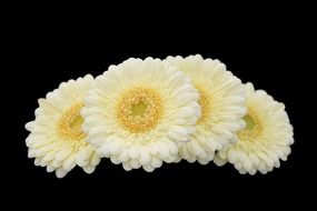 white delicate gerberas