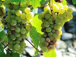 white grape on the vine