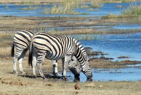 zebras at the watering hole