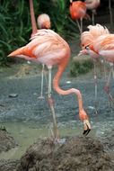 flock of pink flamingo birds feeding in stream