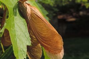 maple fruit close-up on a blurred background