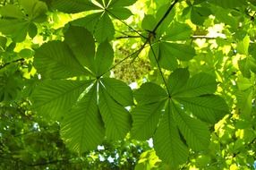 green chestnut leaves