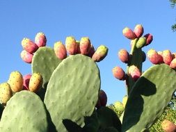 incredibly tasty prickly pear