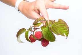 fruit raspberry