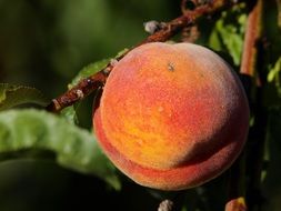 peach fruit on a tree