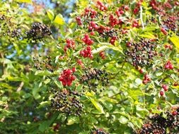 aesthetic berries bush colorful view