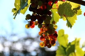 red grapes wine fruit