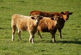 brown bulls in a green meadow