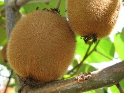 kiwi fruits on a tree branch