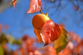 persimmon on branch autumn season