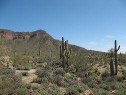 desert with cacti and green grass