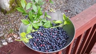 berries blueberries