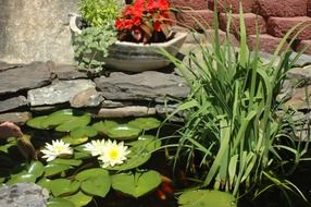 lilies in the little pond