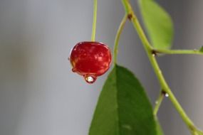 cherry on a branch