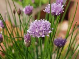 lilac flowers outdoors