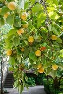 peaches on green tree