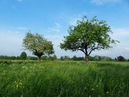 apple trees on a green meadow