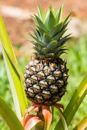 tasty pineapple in garden