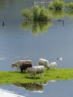 cows graze near the lake