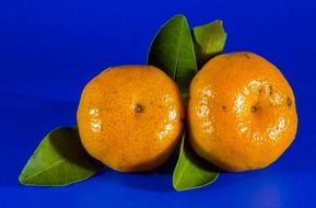 two fresh mandarins on a blue background
