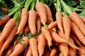 bunches of fresh carrots