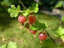 red berries of a gooseberry on a branch