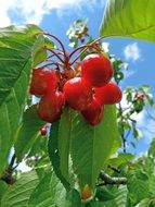 Red cherries on the tree