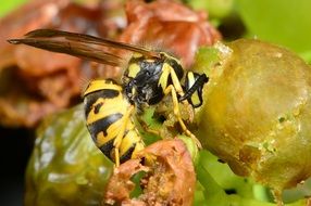 wasp eats grapes