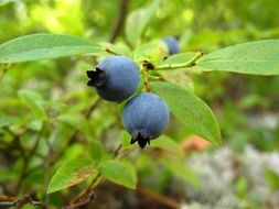 wild blueberries on a green bush close up