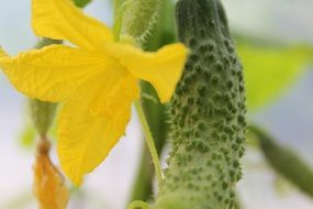 garden cucumber