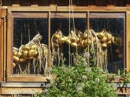 hanging bunches of onions in window