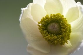 wildflower anemone