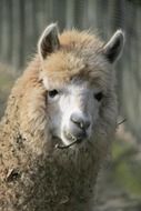 furry lama alpaca