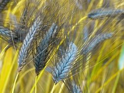 black ears on an agricultural field