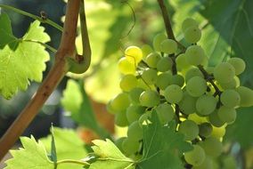 green grapes is growing on a branch