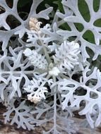 white branches of a plant