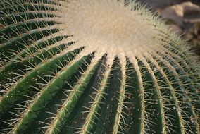 cactus close-up