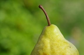 yellow pear