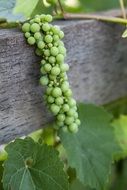 Green grapes in vineyard