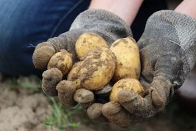 young potato in the hands of a farmer