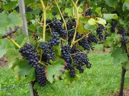 bunch of dark grapes