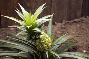 tasty pineapple fruit