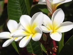 yellow and white flowers on a stalk