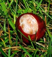 chestnut autumn on the grass