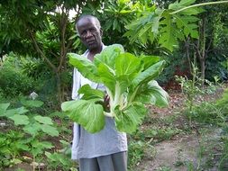 black elderly man in the garden with nature